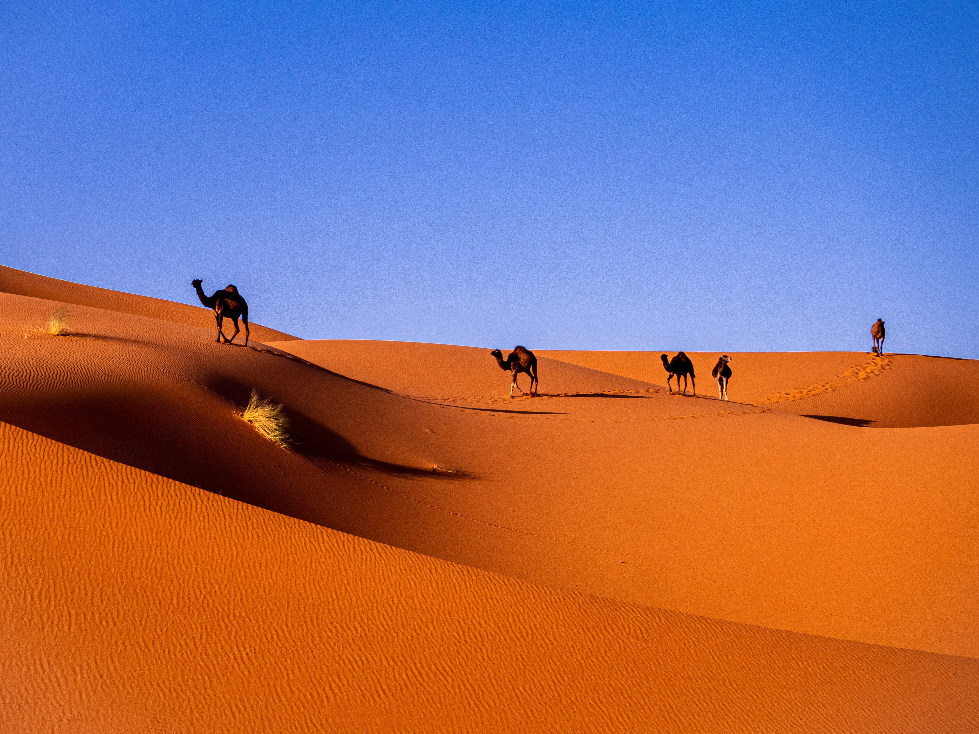 Western Sahara landscape