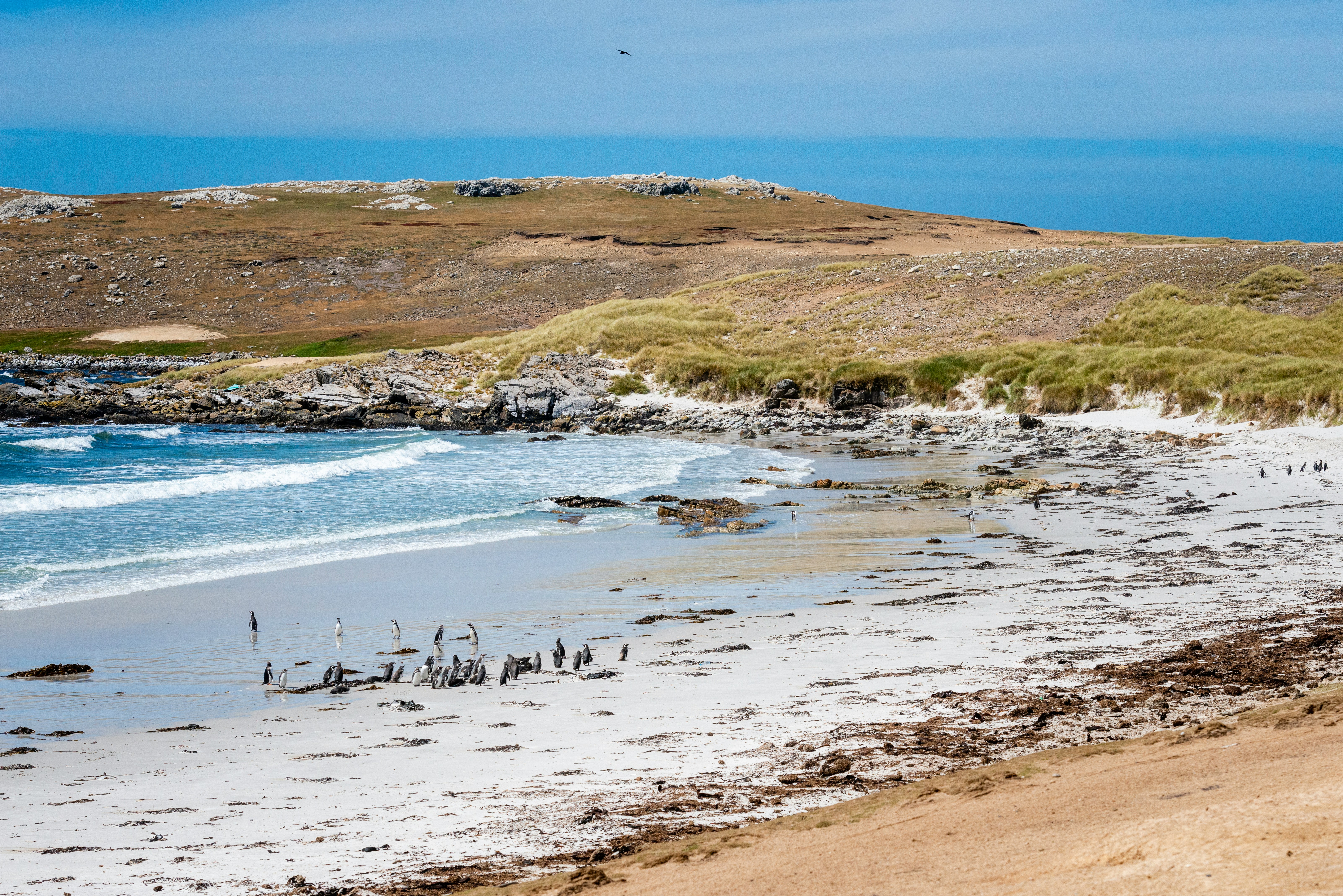 Falkland Islands landscape
